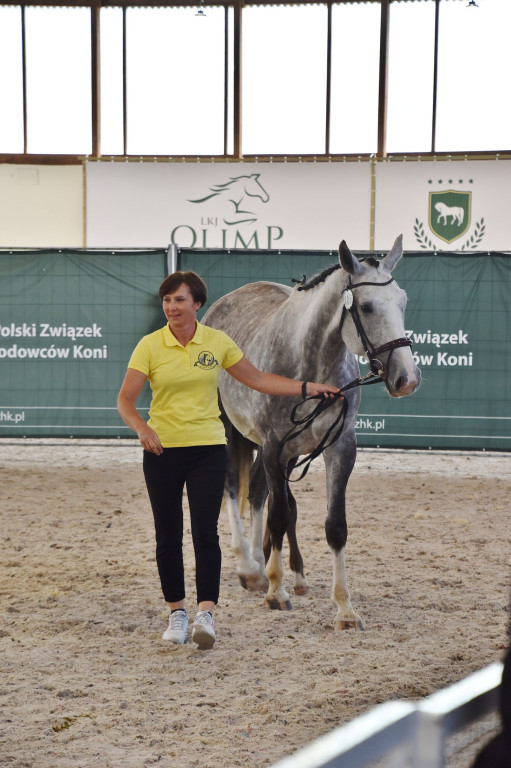 Śląsko-opolski czempionat z sukcesami prudnickich koni [FOTO/WIDEO]
