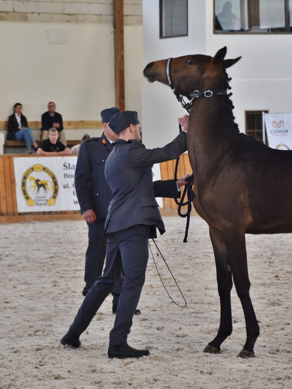 Śląsko-opolski czempionat z sukcesami prudnickich koni [FOTO/WIDEO]