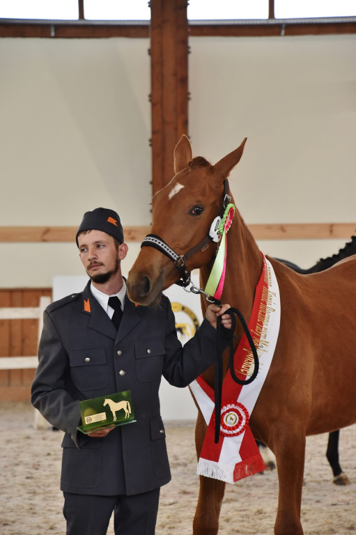 Śląsko-opolski czempionat z sukcesami prudnickich koni [FOTO/WIDEO]