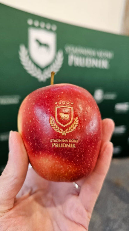 Śląsko-opolski czempionat z sukcesami prudnickich koni [FOTO/WIDEO]