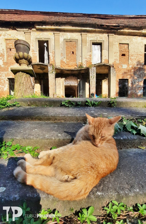 Nasze wspaniałe koty!