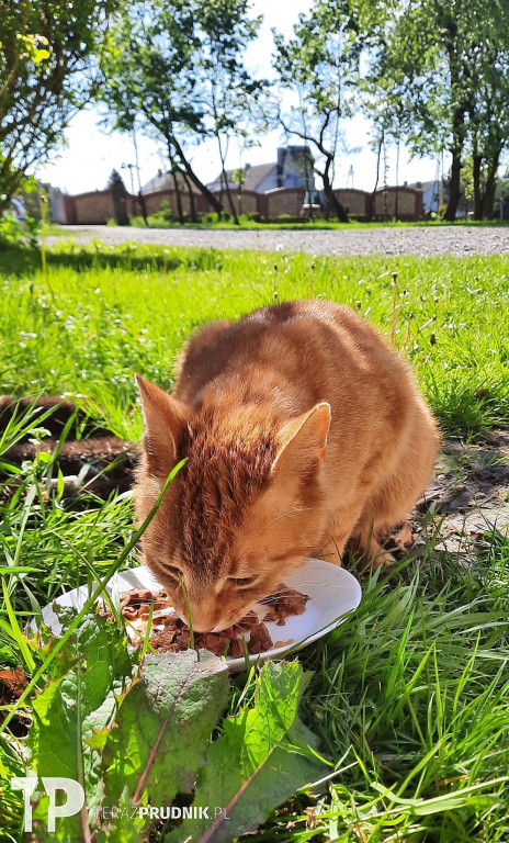 Nasze wspaniałe koty!