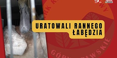 Uratowali łabędzia [WIDEO]