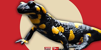 Jej obecność mówi nam o jednym